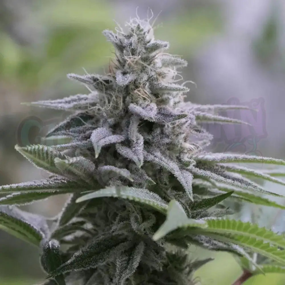 Zkittlez 2.0 Fotoperiodi