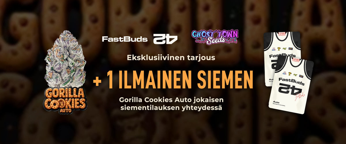 FastBuds 42 x Ghost Town Seeds: +1 ilmainen Gorilla Cookies Auto -siemen jokaisen siementilauksen yhteydessä