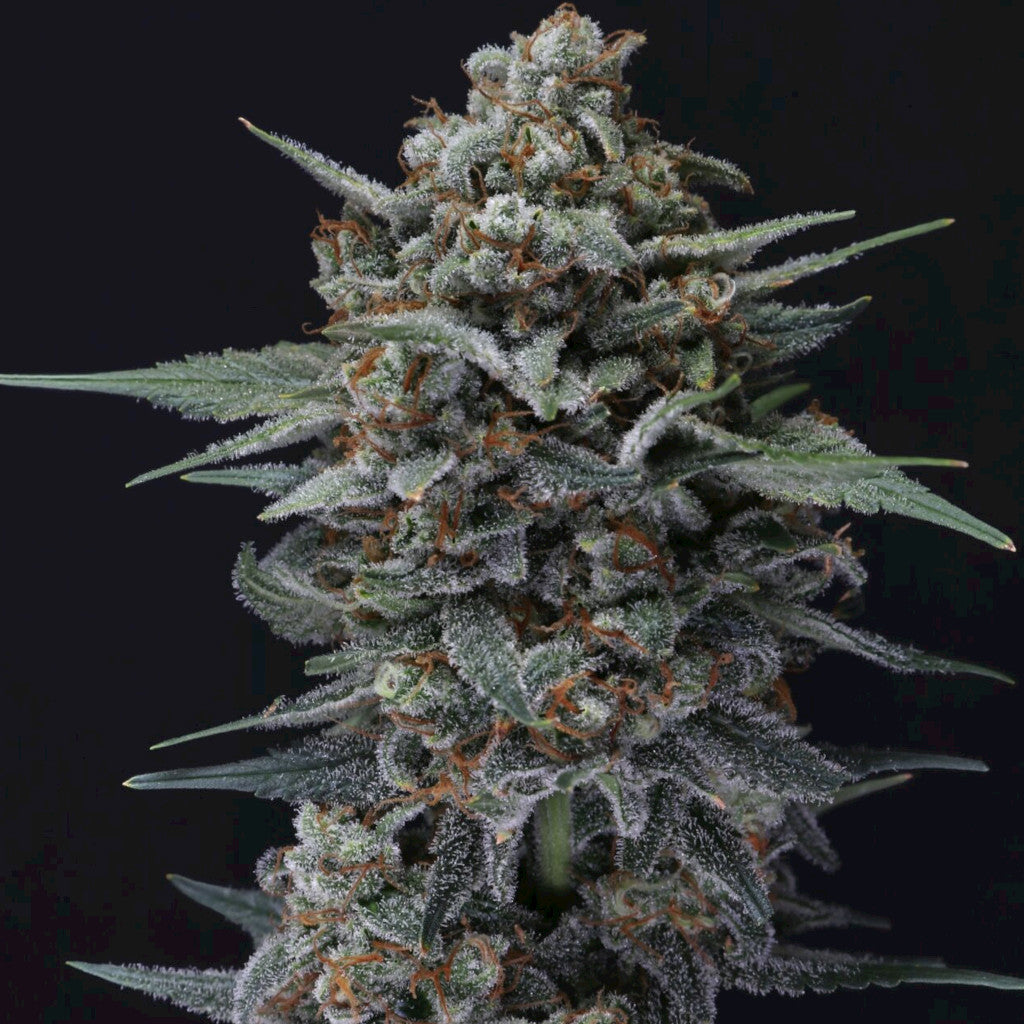 Alien Snack Auto