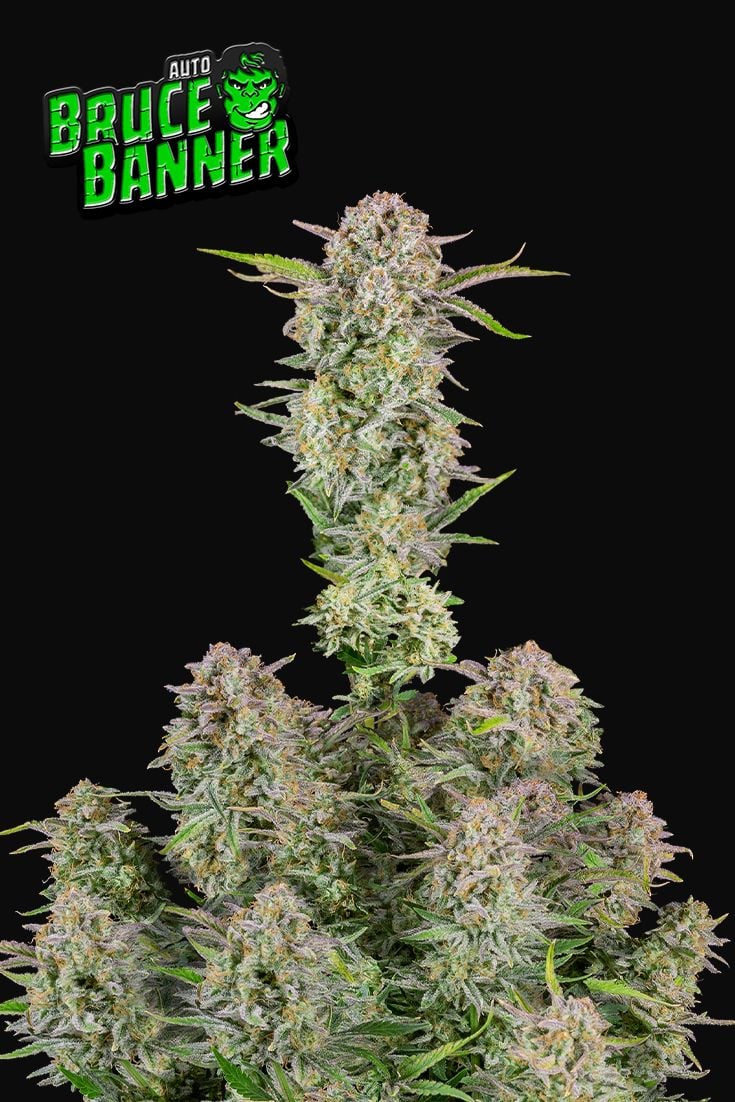 Bruce Banner Auto Autoflower