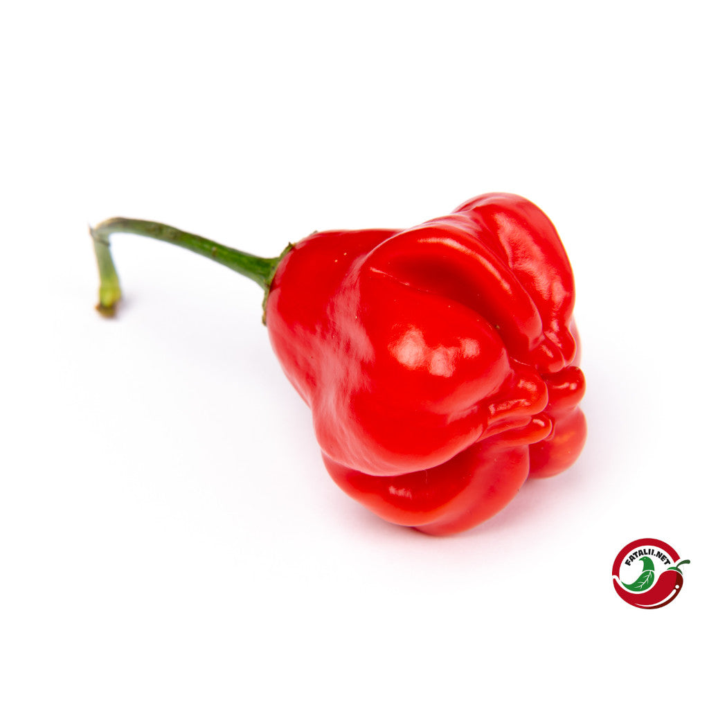 Fatalii - Champion