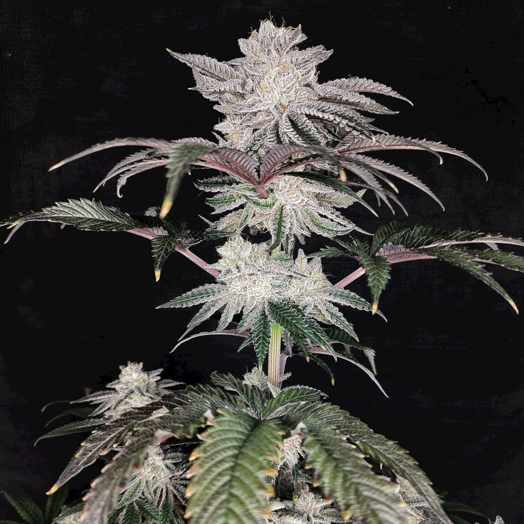 Cherry Melt