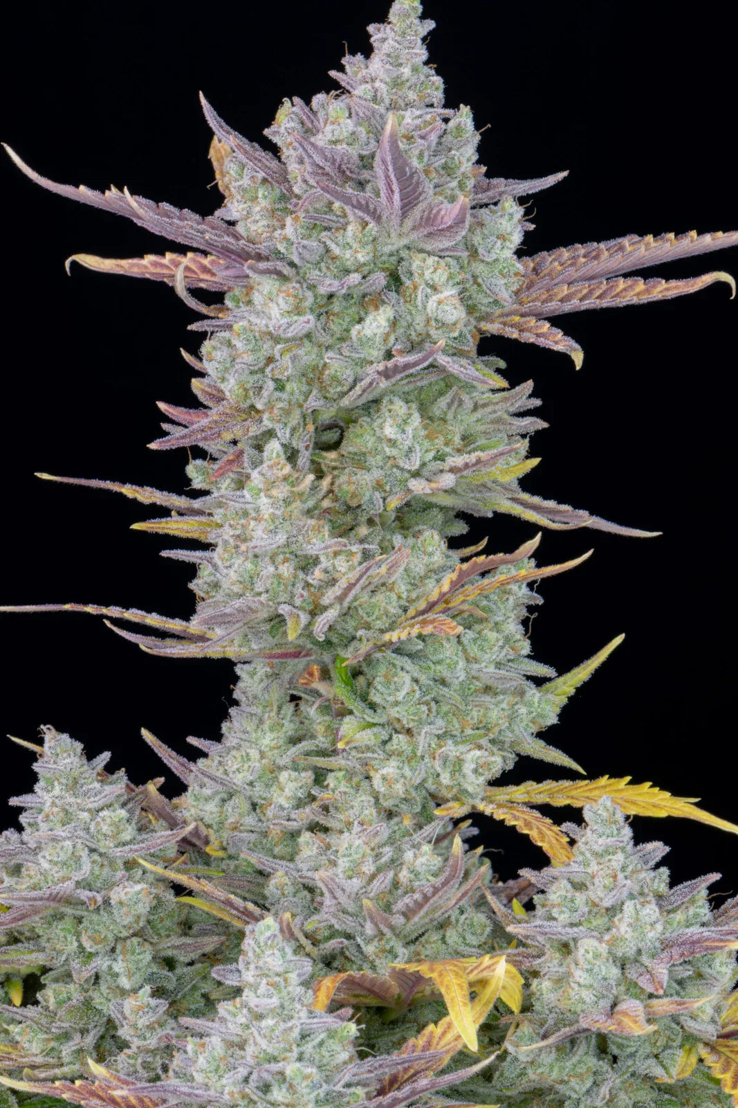 Gorilla Cookies Auto Autoflower