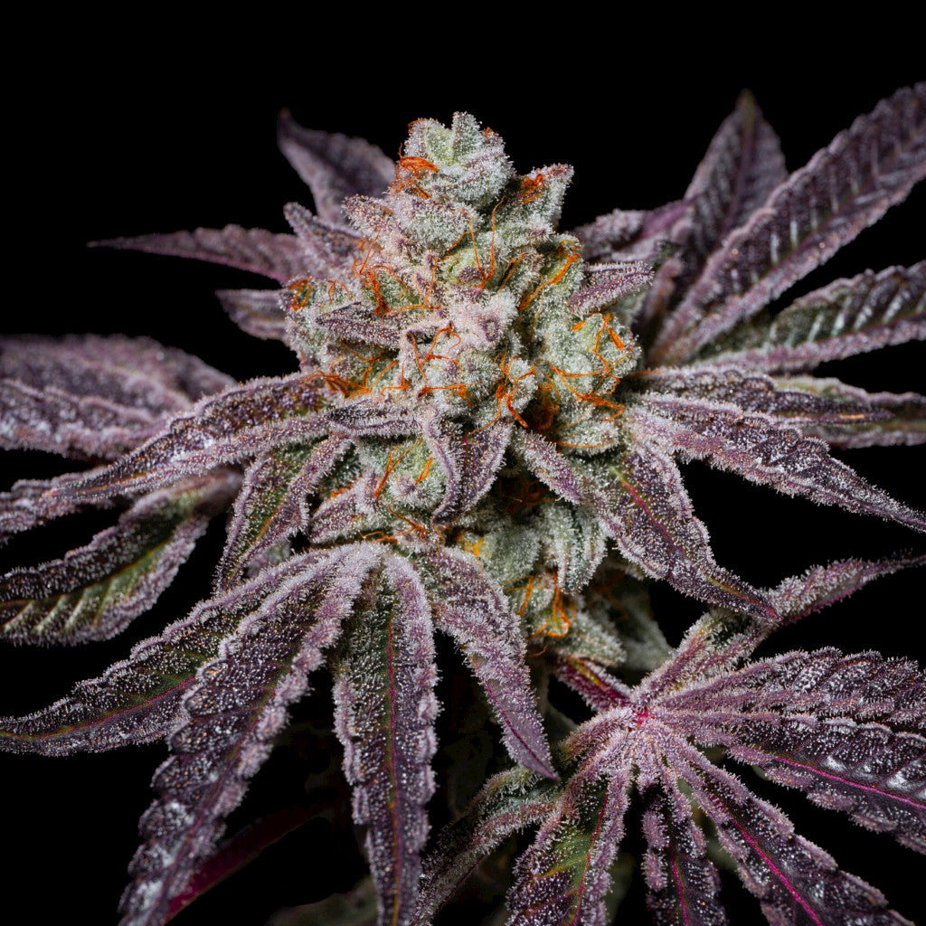 Insanity OG