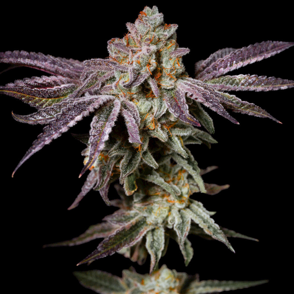 Insanity OG