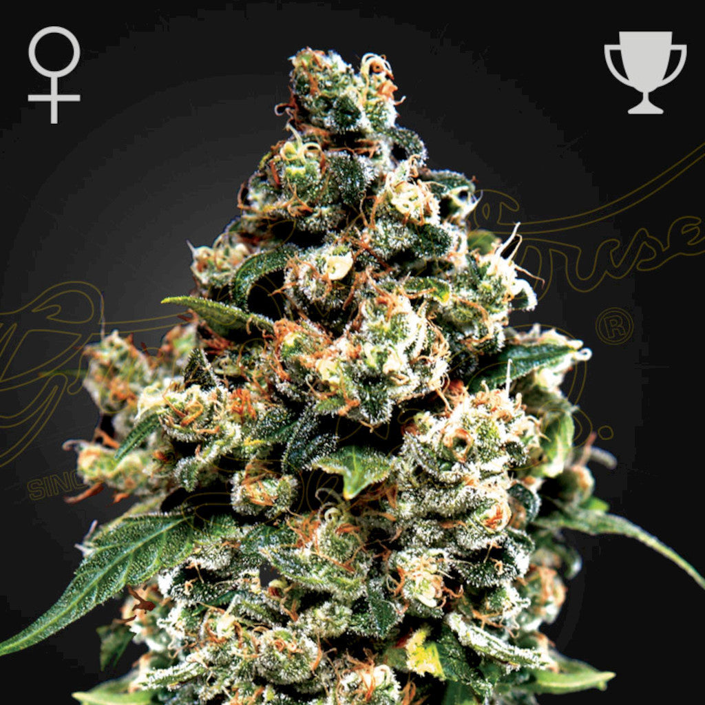 Jack Herer Fotoperiodi