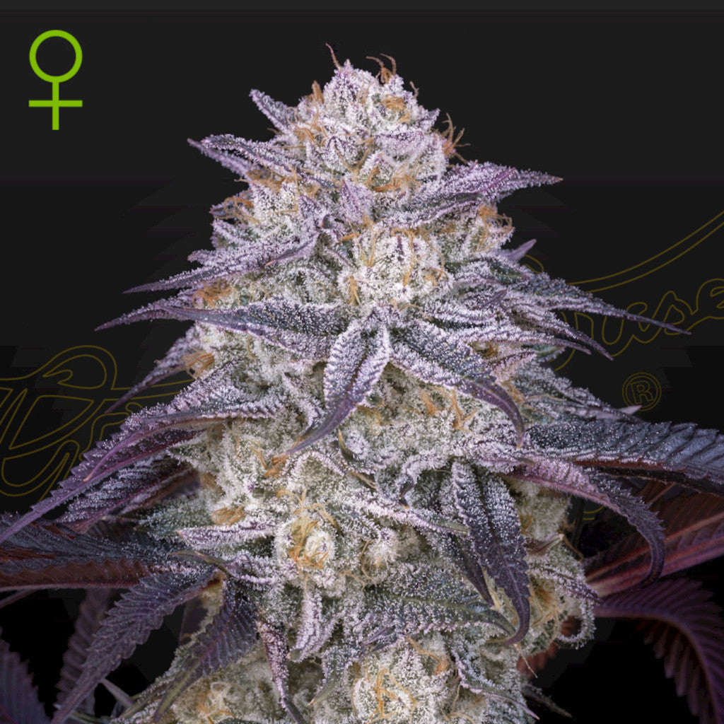 King’s Juice Auto Autoflower