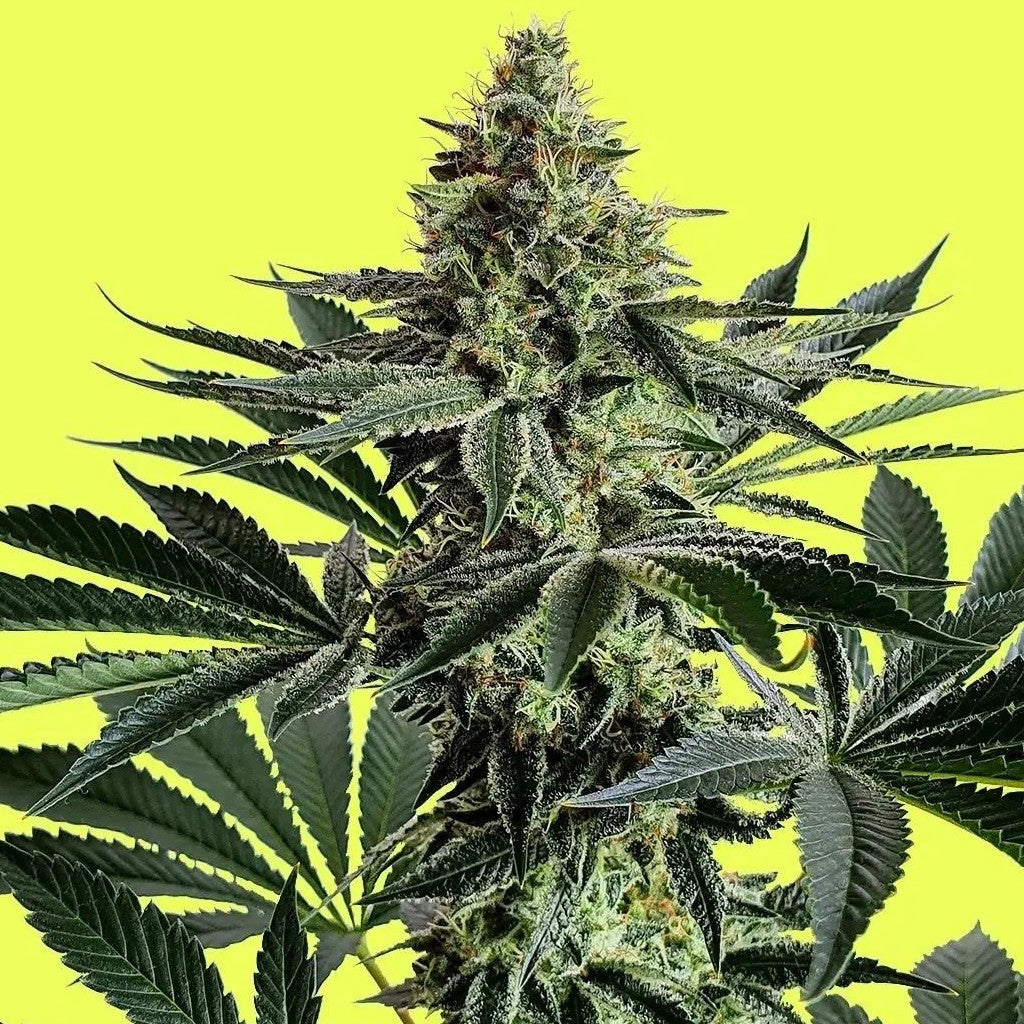 Lemon Storm 3 Fotoperiodi