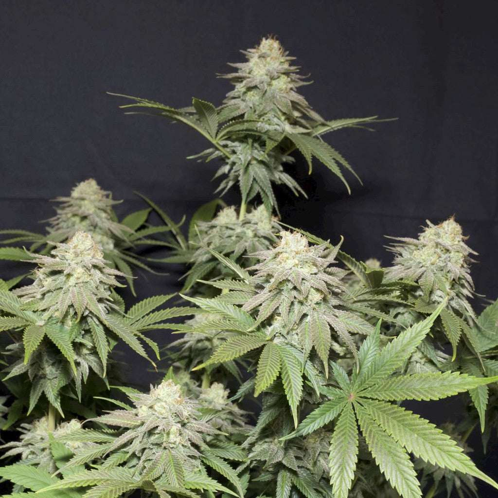 Orange Sherbet Fast Flowering 5 Fotoperiodi