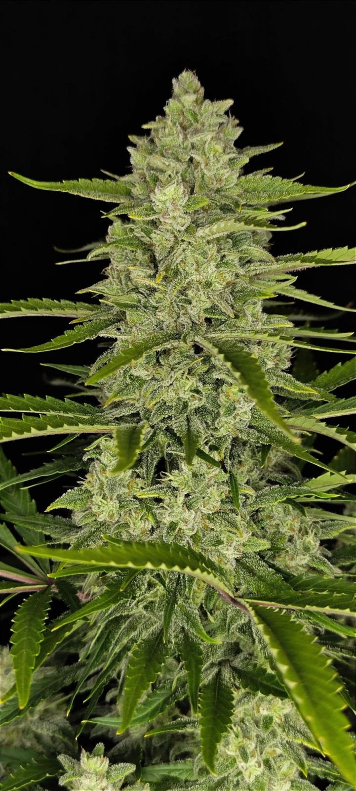 Papaya Cookies Auto Autoflower