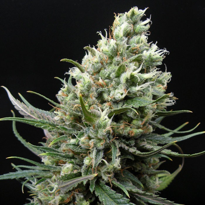 Ripper Haze Fotoperiodi