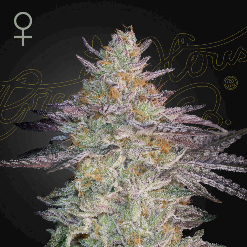 Super Lemon Haze x GMO Fotoperiodi