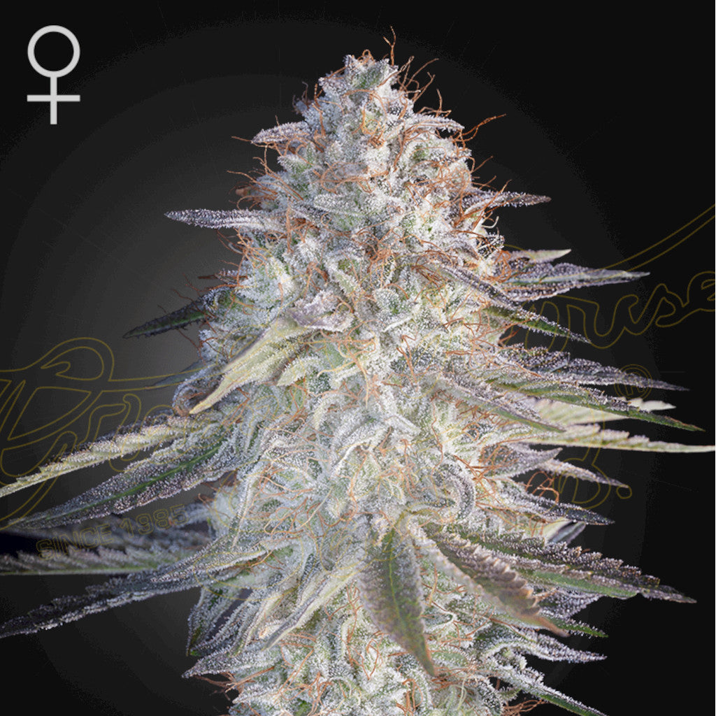 Super Lemon Haze x Pink Candy Fotoperiodi