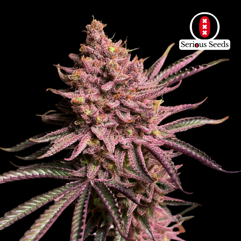 Seriotica Fotoperiodi