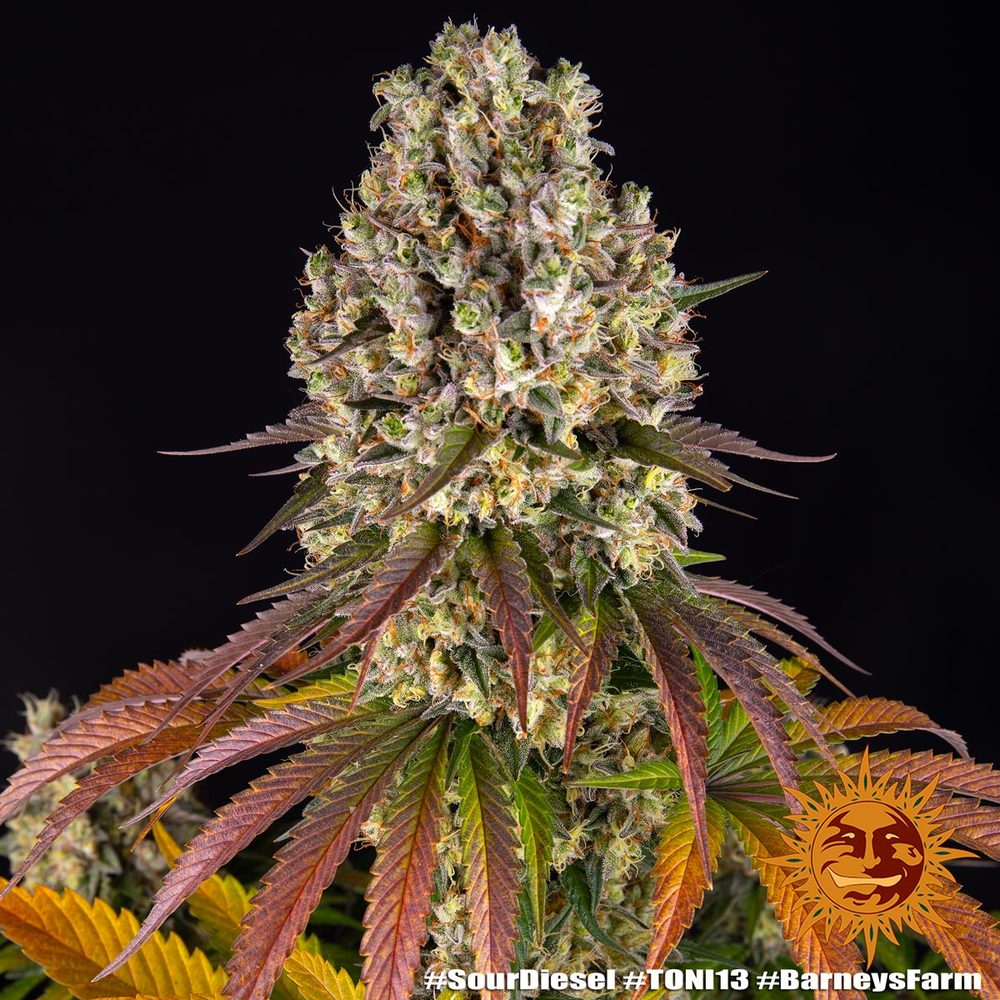 Sour Diesel Fotoperiodi