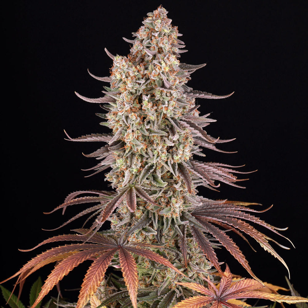 Sour Strawberry Fotoperiodi