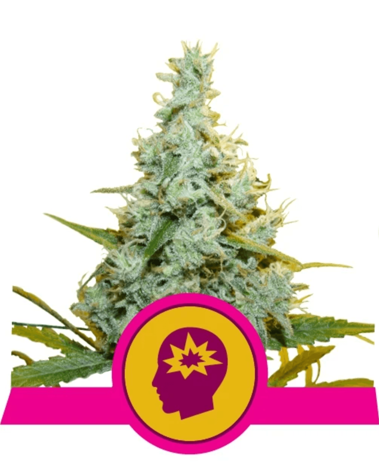 AMG - Amnesia Mac Ganja - Ghost Town Seeds
