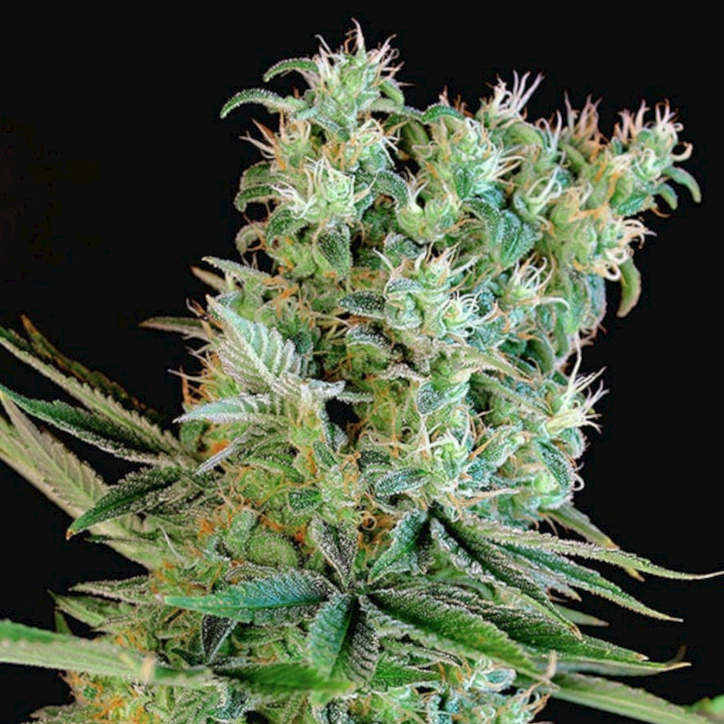 Amnesia Bilbo