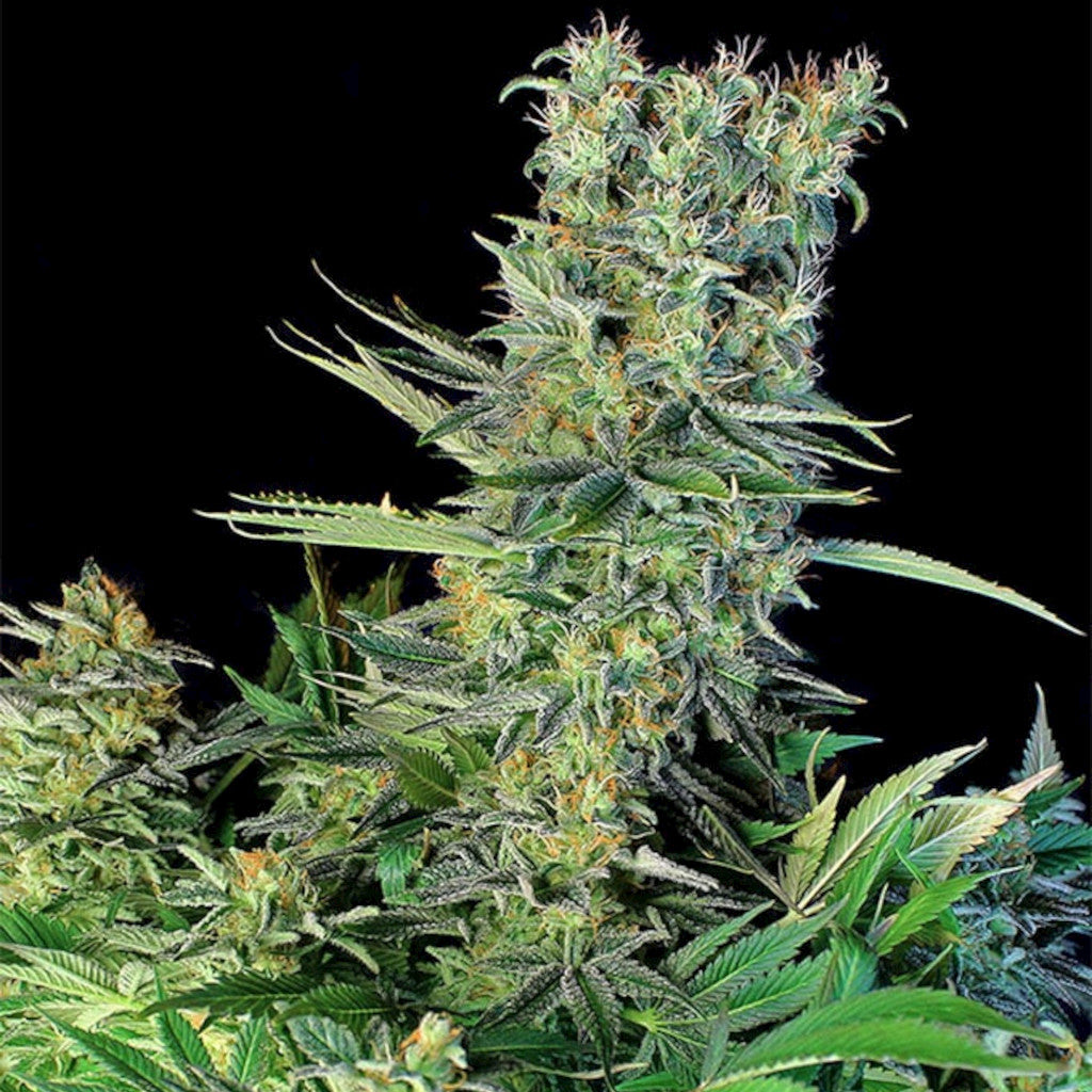 Amnesia Bilbo