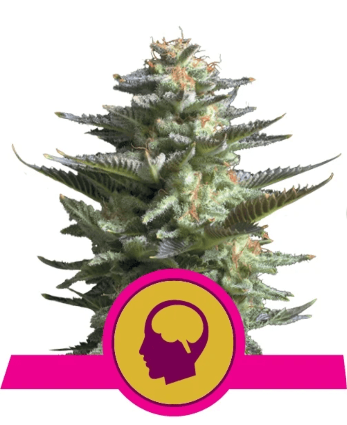 Amnesia Haze - Ghost Town Seeds