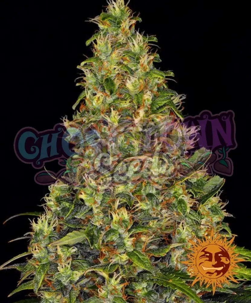 Amnesia Haze Auto - Ghost Town Seeds