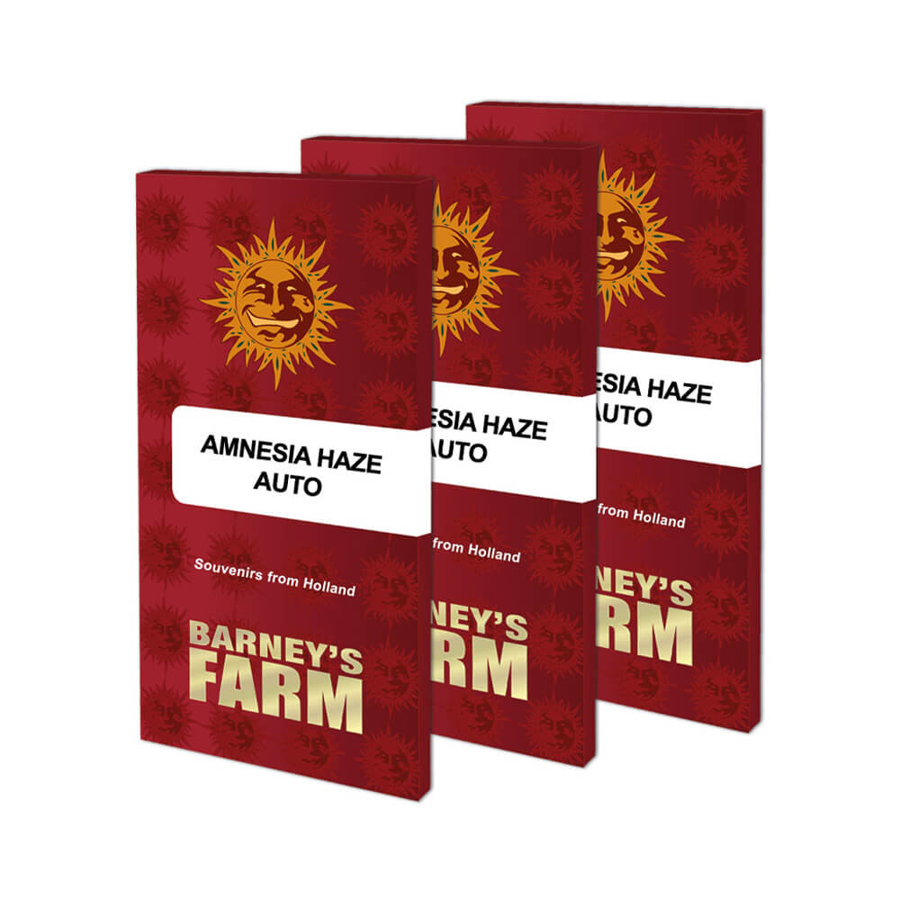 Amnesia Haze Auto Kannabiksen Siemenet - Barneys Farm