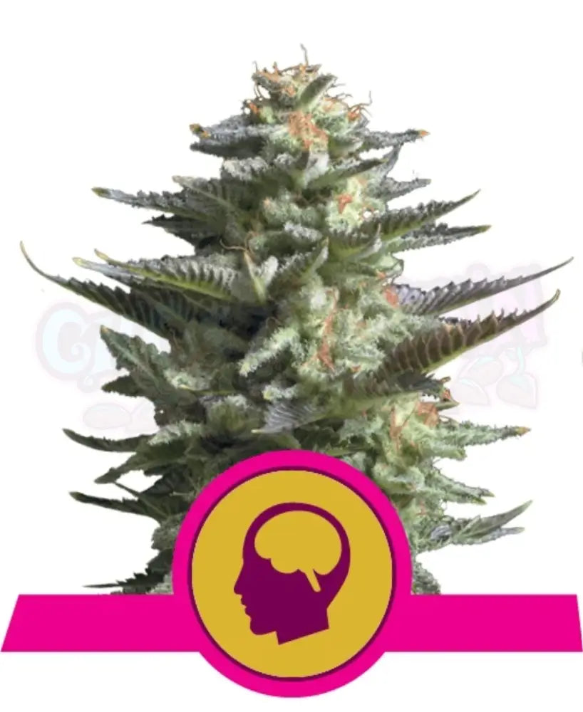 Amnesia Haze - Ghost Town Seeds