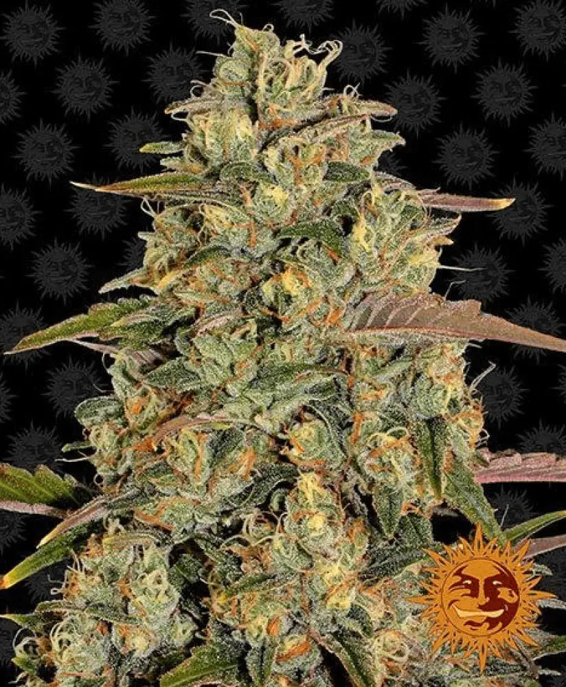 Amnesia Lemon - Ghost Town Seeds