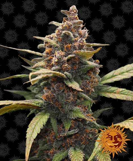 Ayahuasca Purple - Ghost Town Seeds