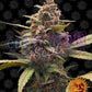 Ayahuasca Purple - Ghost Town Seeds