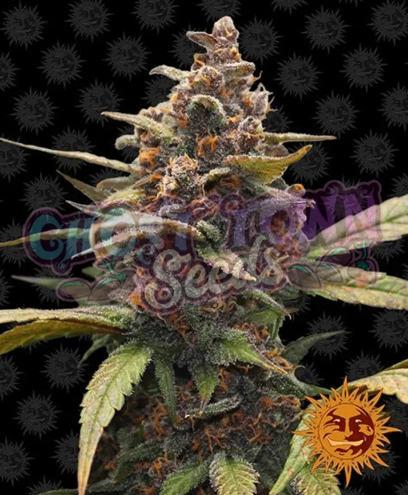 Ayahuasca Purple - Ghost Town Seeds