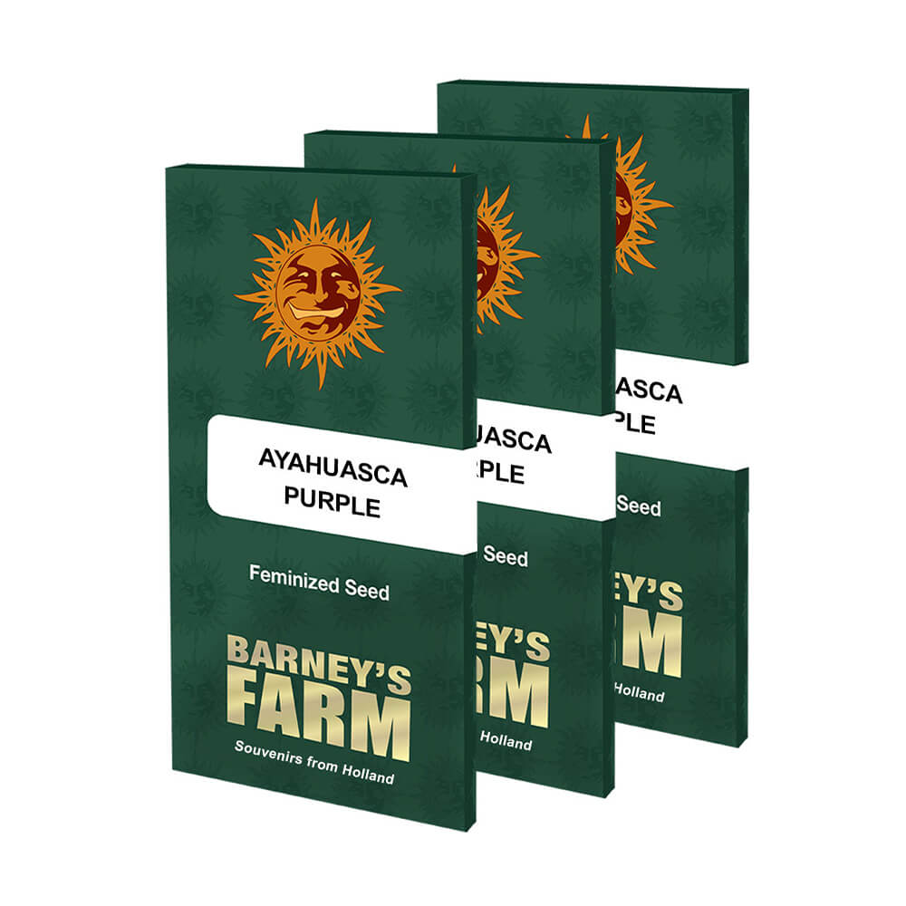 Ayahuasca Purple Kannabiksen Siemenet - Barneys Farm
