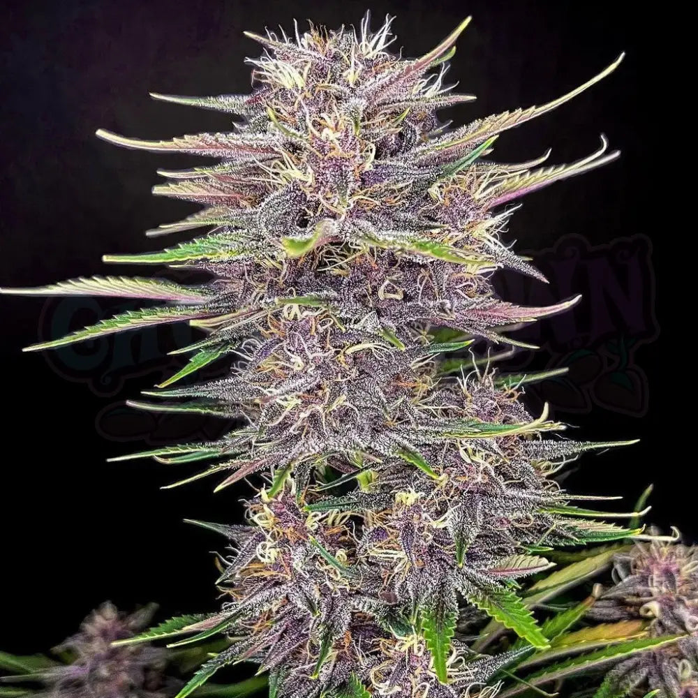 Banana Purple Punch Auto Autoflower