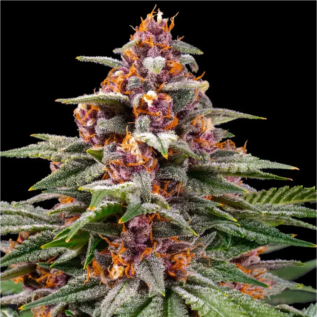 Runtz Auto Autoflower