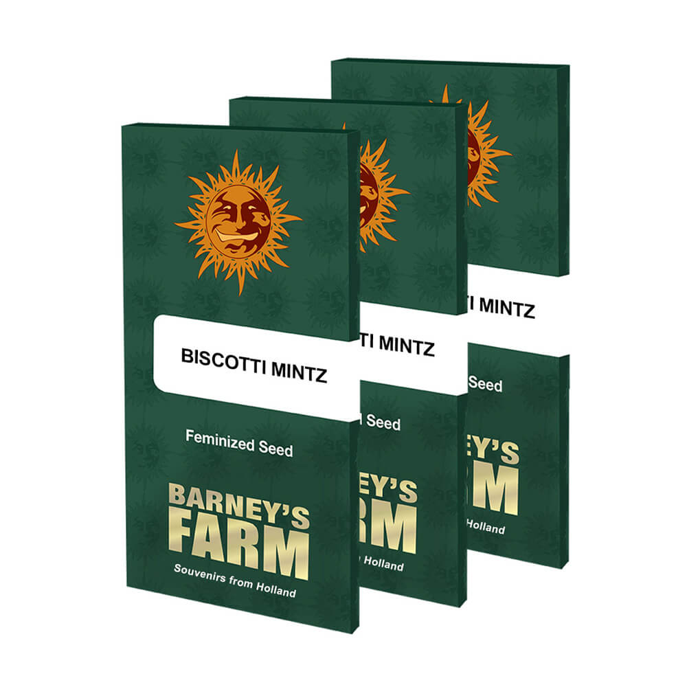 Biscotti Mintz Kannabiksen Siemenet - Barneys Farm