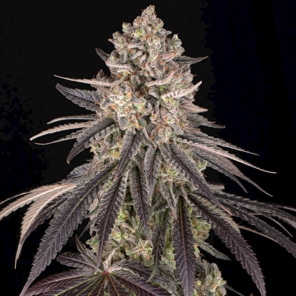 Blue Dream
