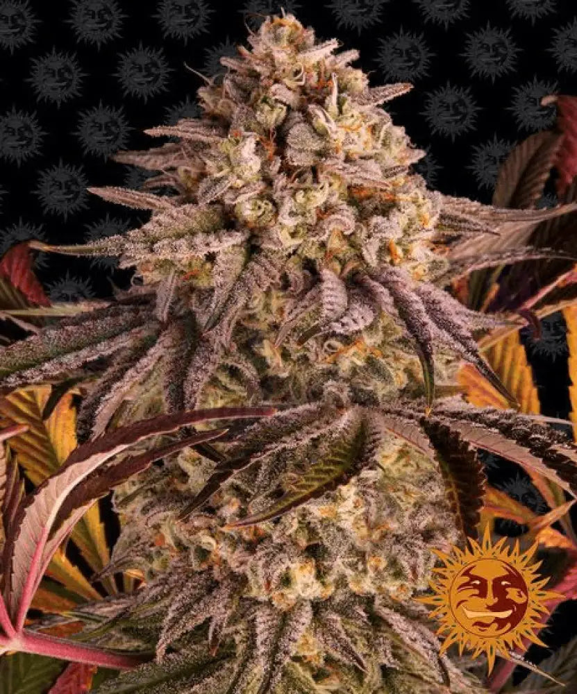Blue Sunset Sherbert - Ghost Town Seeds