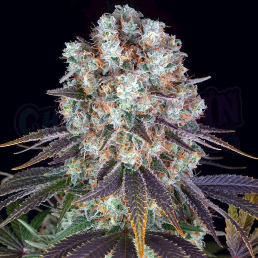 Burce Banner Fotoperiodi