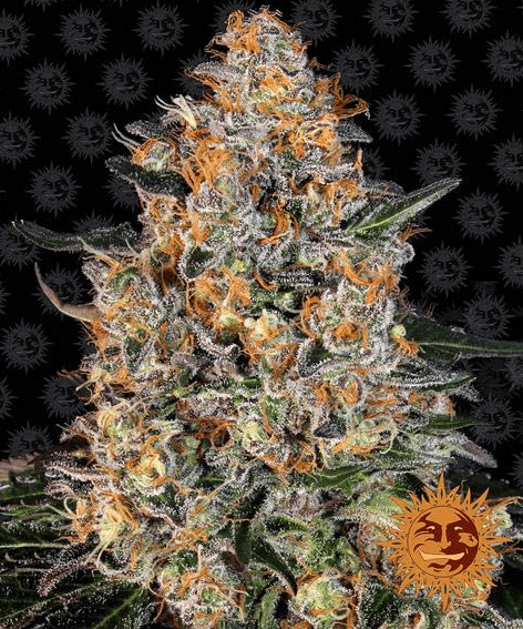Bubba Kush - Ghost Town Seeds