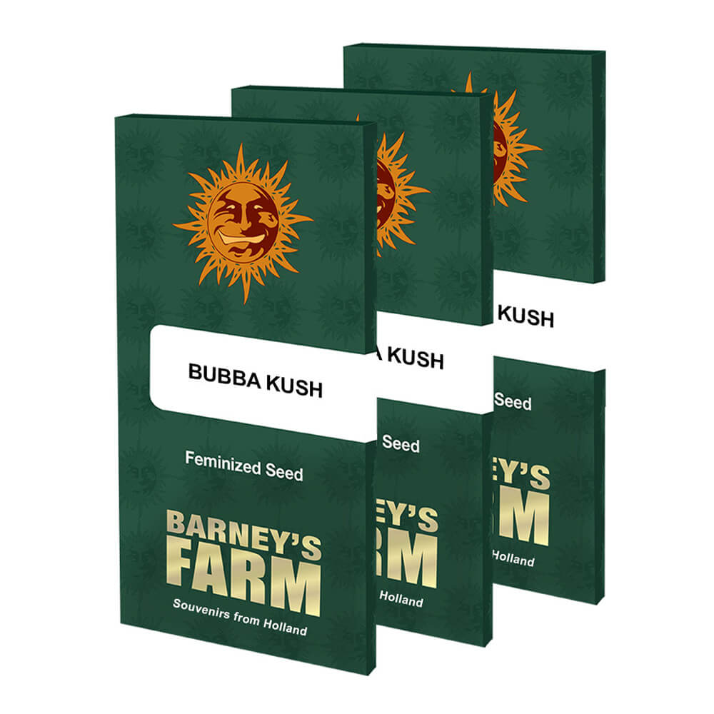 Bubba Kush Kannabiksen Siemenet - Barneys Farm