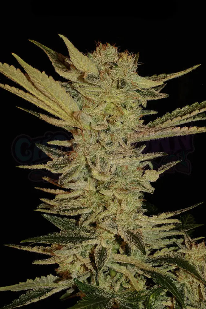 Bubble Gum Fotoperiodi