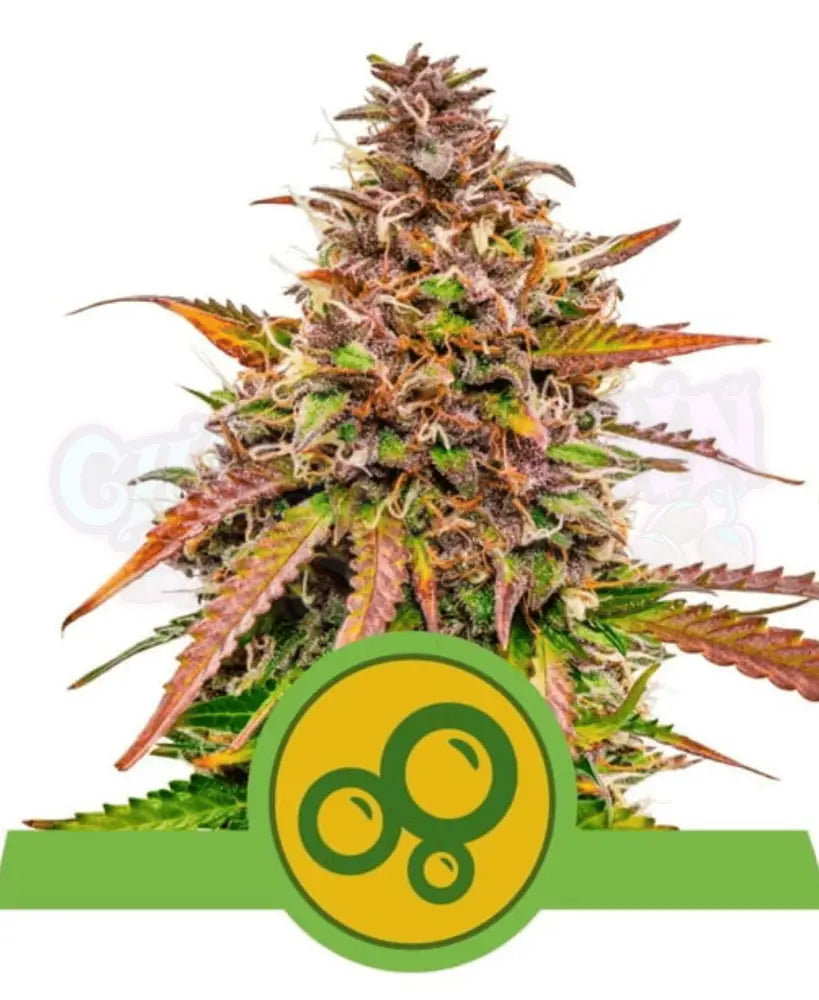 Bubble Kush Auto - Ghost Town Seeds