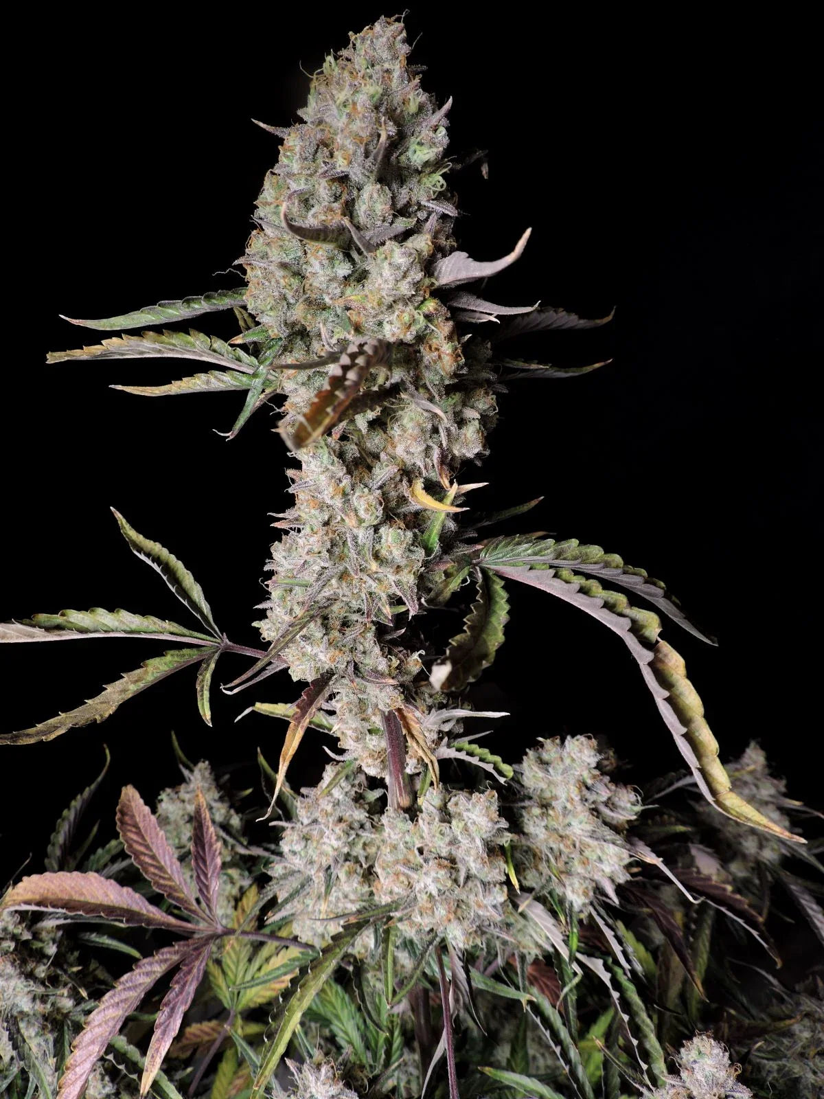 Gorilla Zkittlez Auto Autoflower