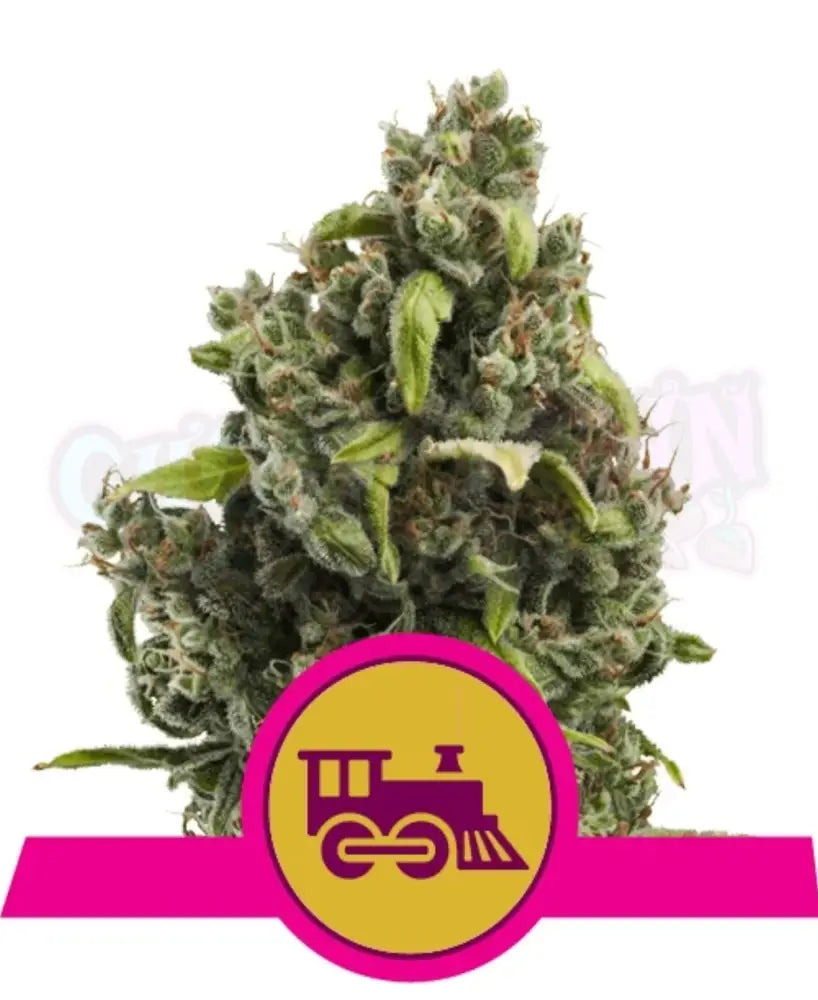 Candy Kush Express - Ghost Town Seeds