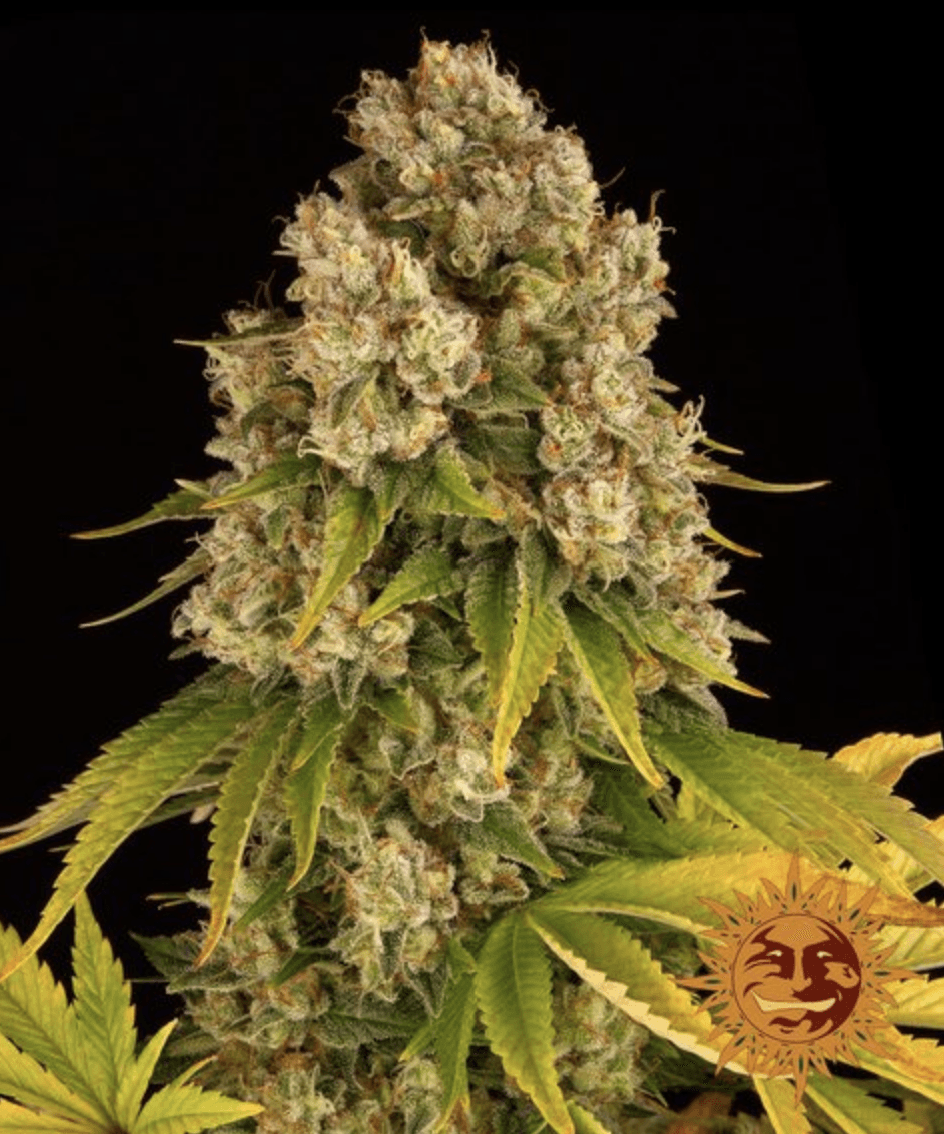 Cheese Auto - Ghost Town Seeds
