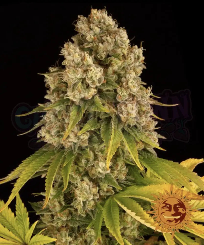 Cheese Auto - Ghost Town Seeds