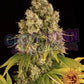 Cheese Auto - Ghost Town Seeds