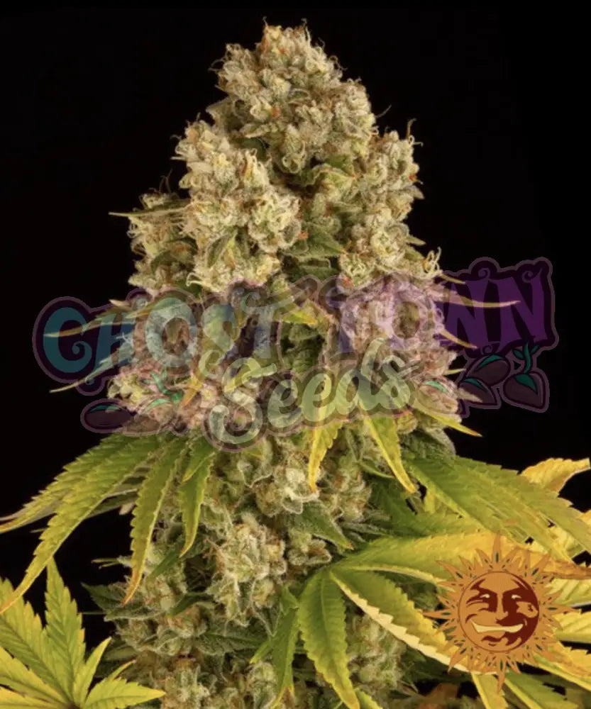 Cheese Auto - Ghost Town Seeds