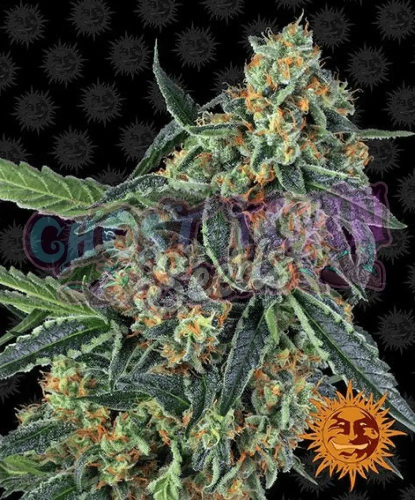 Cookies Kush - Ghost Town Seeds