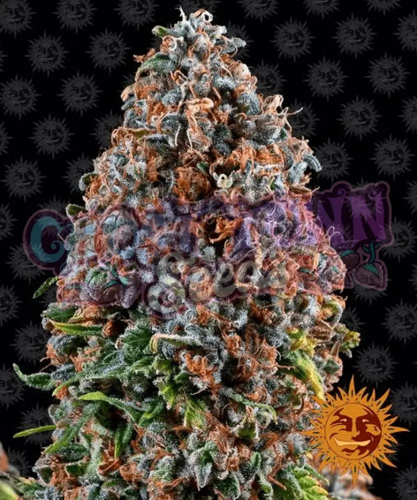 Critical Kush - Ghost Town Seeds